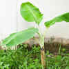 Article image for: Feed the tree regularly and trim leaves