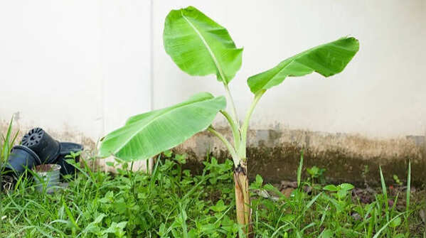 Feed the tree regularly and trim leaves