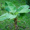 Article image for: Water the plant regularly