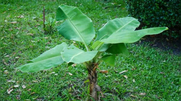Water the plant regularly