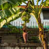 Article image for: Place the plant in the right place