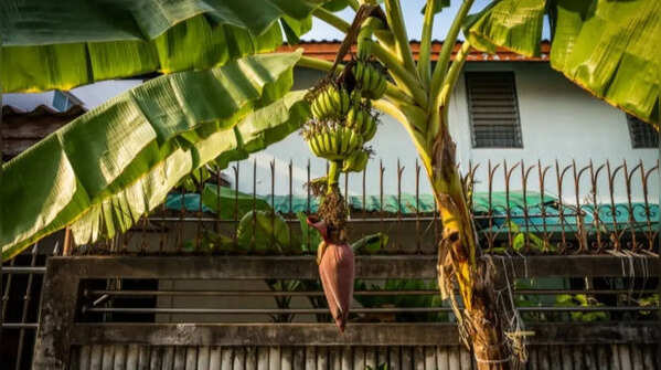 Place the plant in the right place