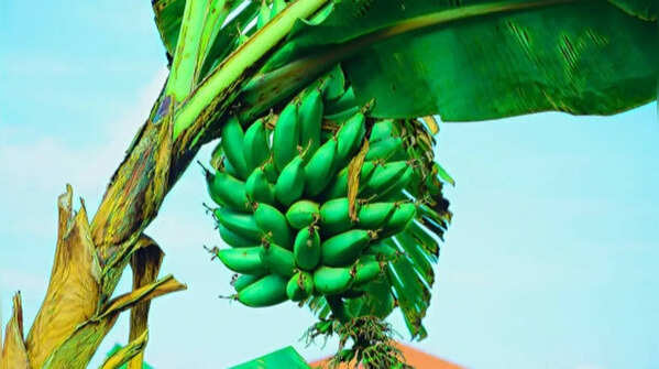 Prepare nutritious and well-draining soil