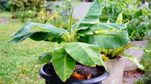 Pick the right type and use suckers to plant it