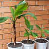 Article image for: How to grow banana tree at home (Simple step-by-step guide for beginners)