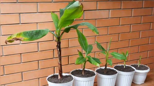 How to grow banana tree at home (Simple step-by-step guide for beginners)