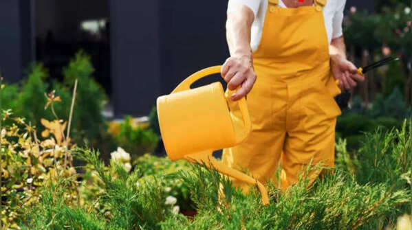 Inspect soil before watering