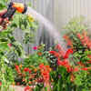 Use mu<em>​</em>lch to reduce water loss