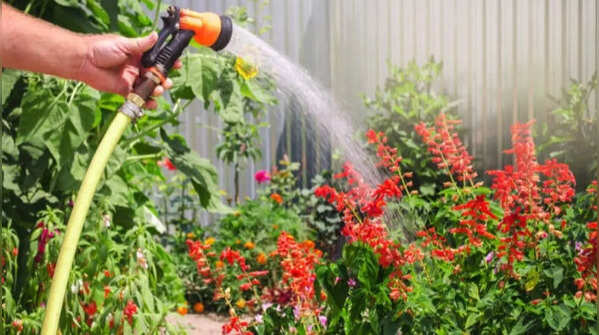 Use mu<em></em>lch to reduce water loss