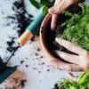 Article image for: What to plant in <i class="tbold">australia</i> this month: Complete seasonal gardening guide (and care tips)