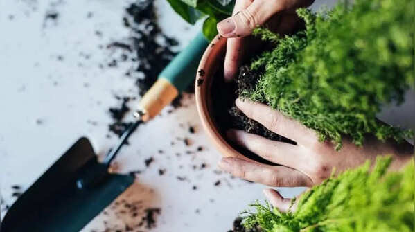 What to plant in Australia this month: Complete seasonal gardening guide (and care tips)