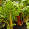 Article image for: Leafy greens: Quick, reliable, and great for beginners