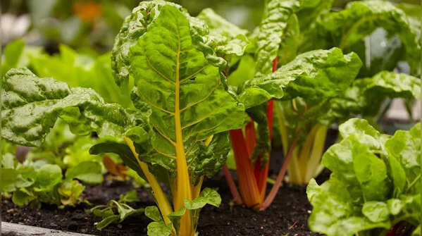 Leafy greens: Quick, reliable, and great for beginners