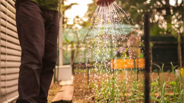 Start watering plants early in the morning
