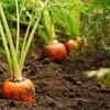 Article image for: Root vegetables: Patience pays off