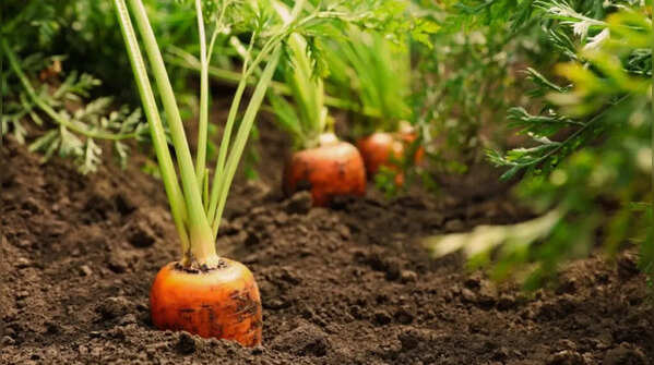 Root vegetables: Patience pays off