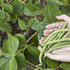 Article image for: Legumes: Good for the <i class="tbold">soil</i> and easy to grow