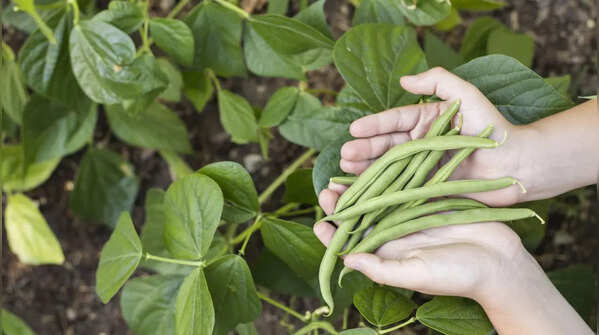 Legumes: Good for the soil and easy to grow