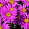 Article image for: <i class="tbold">flowers</i> and native plants: Bring color and durability