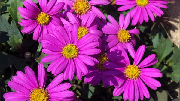 Flowers and native plants: Bring color and durability