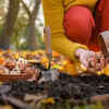 How to care for your autumn garden