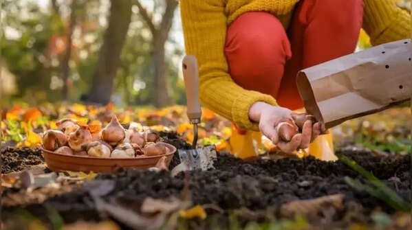 How to care for your autumn garden