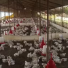 CityLoud DJ music kills 140 chickens in UP's Sultanpur; case filed against operator