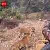 Article image for: Viral video sparks safety concerns at safari park