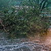 Article image for: Gusty winds uproot trees, <i class="tbold">traffic</i> brought to standstill