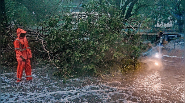 Gusty winds uproot trees, traffic brought to standstill