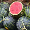 Article image for: Fear triggers <i class="tbold">sharp</i> drop in watermelon consumption