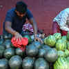 Article image for: <i class="tbold">traders</i> withdraw watermelons from markets as demand falls