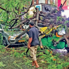 Article image for: Hundreds of trees and branches fall across Bengaluru