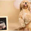 Article image for: <i class="tbold">pregnancy</i> photoshoot