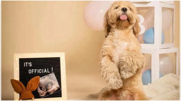 Pregnancy photoshoot
