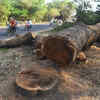 Article image for: Nod for tree felling now to be granted within 15 days