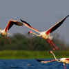 Article image for: Nandur Madhyameshwar turns into pink paradise as flamingos descend in rare summer spectacle
