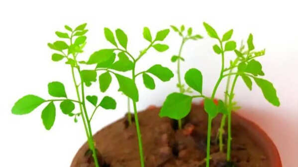 Periodical pruning