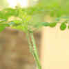 Watering in a moderate manner