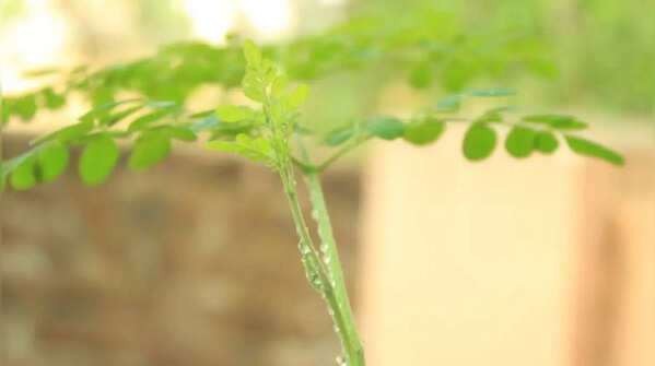 Watering in a moderate manner