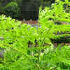 Ensure sufficient sunlight exposure