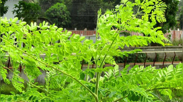 Ensure sufficient sunlight exposure
