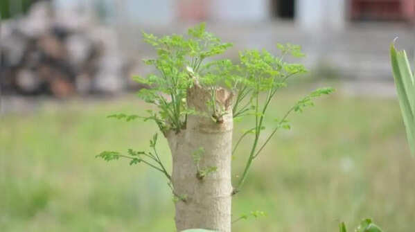 Use well-drained soil to ensure healthy roots