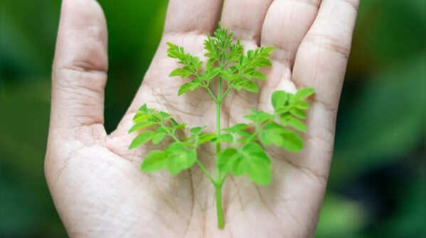 How to grow moringa tree at home (Simple Step-by-Step Guide for Beginners)