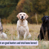 Article image for: 5 <i class="tbold">dog</i> breeds that are good hunters and total home heroes!