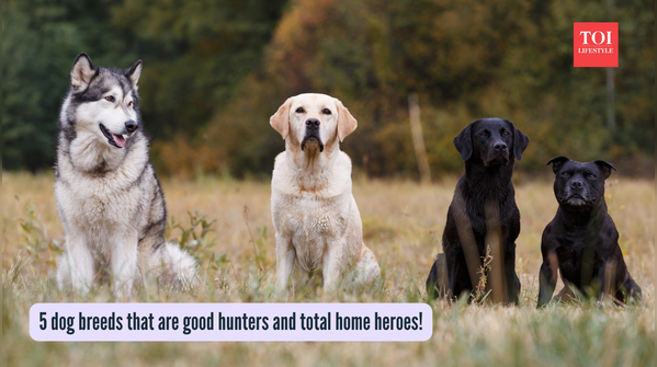 5 dog breeds that are good hunters and total home heroes!