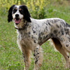 English setter