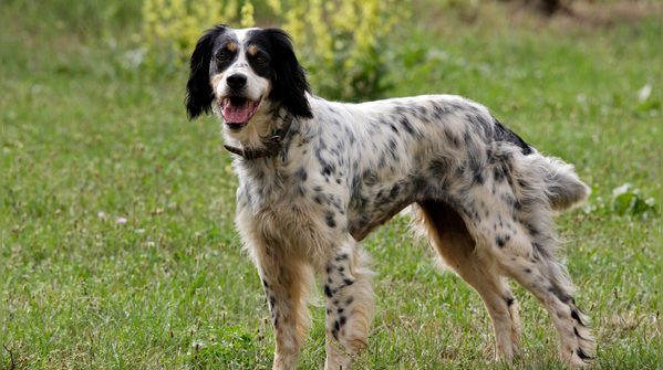 English setter