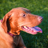 Vizsla