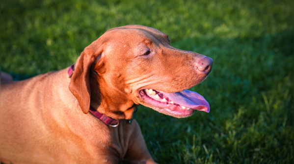 Vizsla
